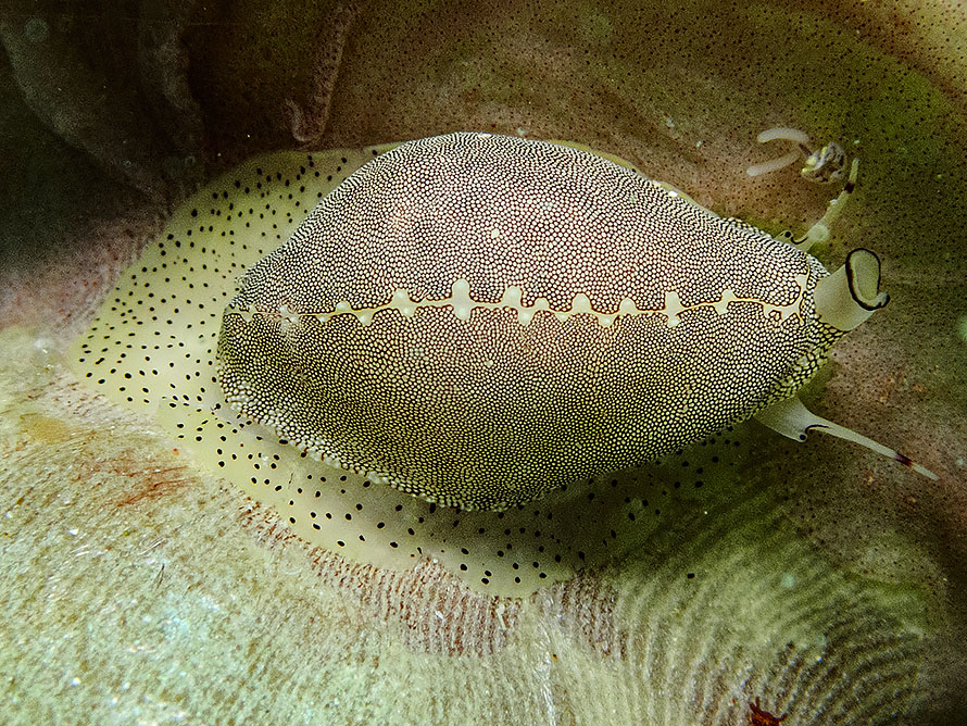 Procalpurnus lacteus